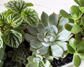 Succulent Centrepiece