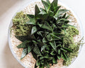 Succulent Bowl