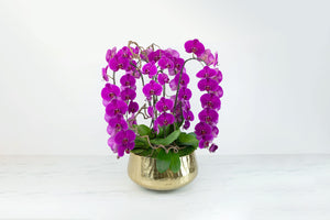Mini Orchid Plants