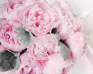 4 WEEK PEONY SUBSCRIPTION
